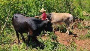 Mientras fue a las olimpiadas de sus hijas, le robaron dos toros