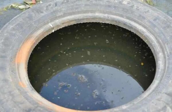 Paraguay, en puertas de una nueva epidemia de dengue | OnLivePy