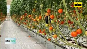 Riego con inteligencia artificial en invernadero y slaps en horticultura - ABC Noticias - ABC Color