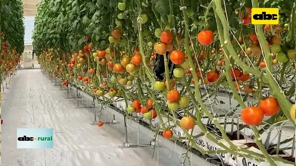 Riego con inteligencia artificial en invernadero y slaps en horticultura - ABC Noticias - ABC Color