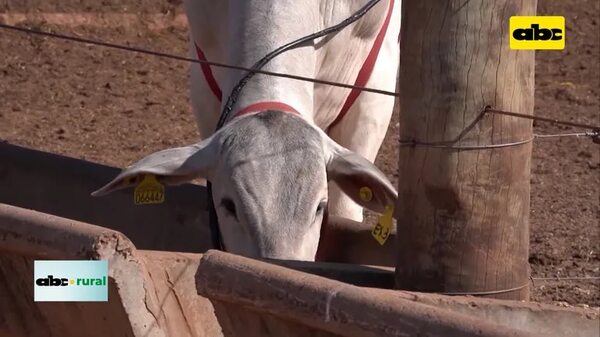 Video: crean alimento para animales que reduce emisiones de gases de efecto invernadero - ABC Rural - ABC Color