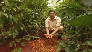 Aún producen café artesanal en la zona de Corpus Christi - Economía - ABC Color