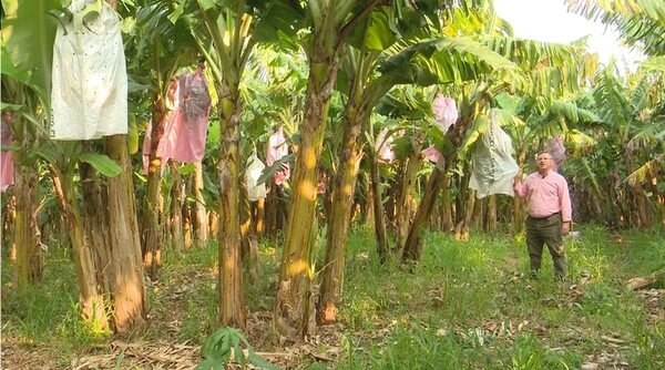 Fertilización orgánica en cultivo de banana - Economía - ABC Color
