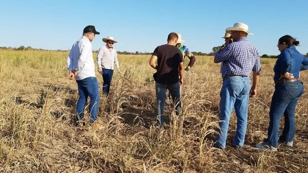 Aprenden sobre producción de soja en el Chaco - Economía - ABC Color