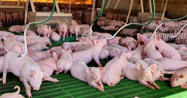 Proyectan triplicar la producción porcina para el 2030