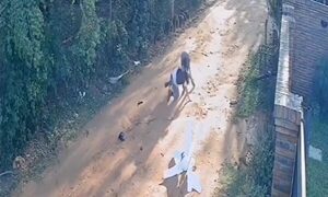 (VIDEO)Estudiante luchó contra asaltante en plena vía pública