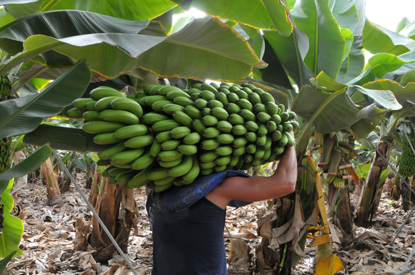 Exportadores de banana muestran preocupación ante falta de pagos por parte de la Argentina - MarketData