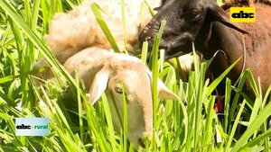 Video: sanidad y nutrición de ovejas en sistema silvopastoril  - ABC Rural - ABC Color