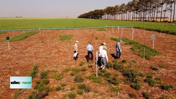 Video: herbicidas para control de banco de semillas de malezas - ABC Rural - ABC Color
