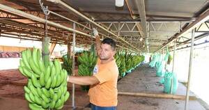 La Nación / Otorgarán créditos a productores de banana por falta de pagos desde Argentina