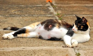 Cuidados a tener en cuenta con las gatitas preñadas | Telefuturo