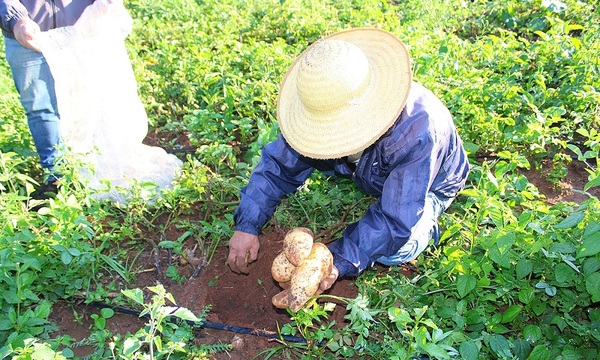 Productores de papá produjeron 7 veces más que inversión de comuna ovetense y MAG