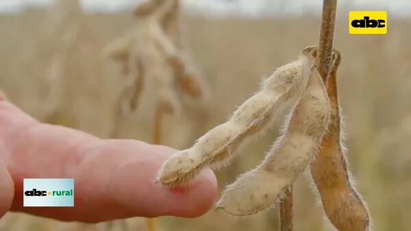 Video: Ideagro y Apacs firmaron importante convenio de colaboración en el Chaco - ABC Rural - ABC Color