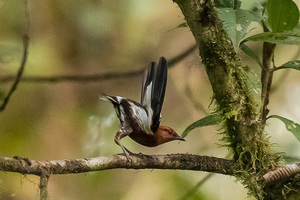 Ecuador acogerá la Feria de Sudamérica de Aves en Mindo, destino emblemático del aviturismo - MarketData