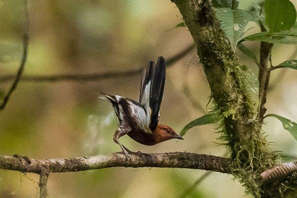 Ecuador acogerá la Feria de Sudamérica de Aves en Mindo, destino emblemático del aviturismo - MarketData