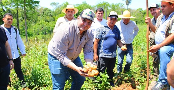 Inversión en siembra de papa produce 7 veces más en exitosa cosecha en Coronel Oviedo - Noticiero Paraguay