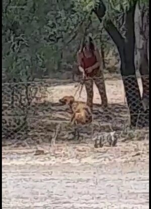 Graban a una mujer agrediendo a un perro indefenso, atado con cadenas - Noticias del Chaco - ABC Color