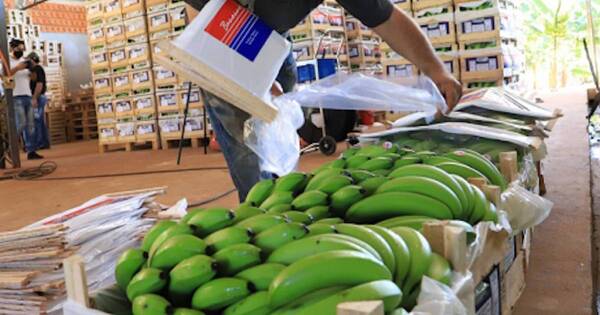 La Nación / Exportación de banana paraguaya a nuevos destinos se concretará entre el 2024 y 2025