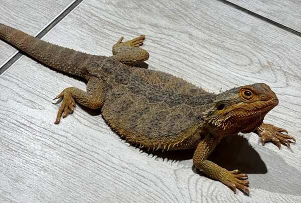 Hallan reptiles abandonados en casa alquilada en Luque •