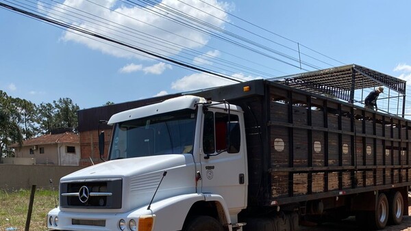 Decomisan cargamento de 17 caballos por presunto ingreso irregular al país