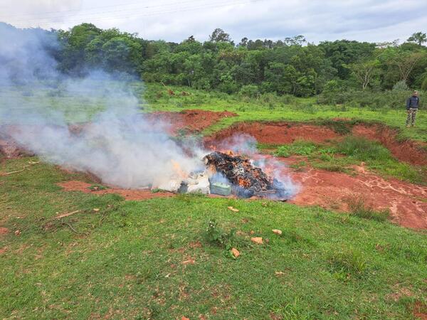 Diario HOY | Incineran más de 3000 kilos de marihuana en Curuguaty