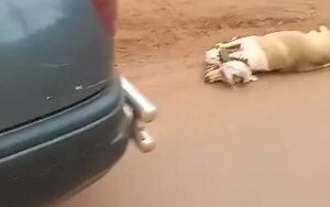 Maltrato animal: video de perro arrastrado por vehículo genera indignación - ABC en el Este - ABC Color