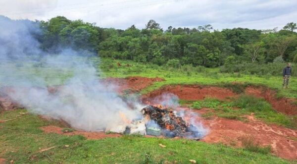 Incineran más de 3000 kilos de marihuana en Curuguaty