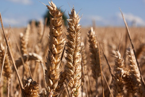 Por la falta de lluvias, bajó la estimación de producción de trigo en Argentina