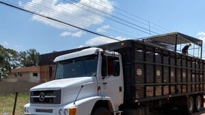 Decomisan cargamento de 17 caballos por presunto ingreso irregular al país