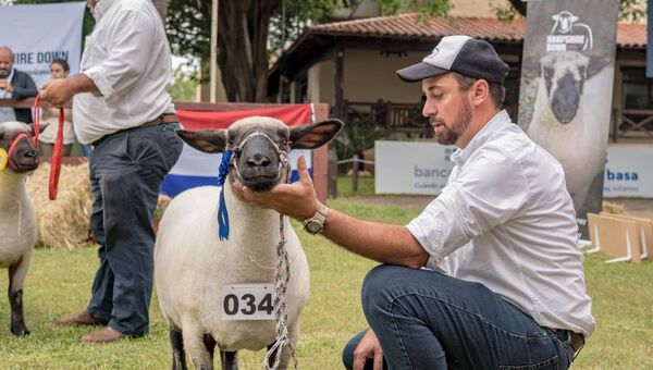 Raza ovina Hampshire Down se empodera y expande en Paraguay con genética importada