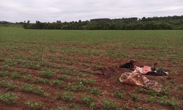 Abigeos hacen de las suyas en Mallorquín