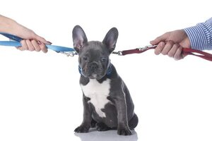 Colombia: la Justicia reconoció a un perro como miembro de una familia - Mascotas - ABC Color