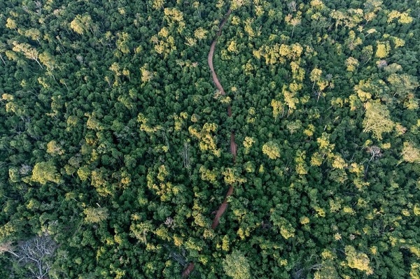 Peña da luz verde a la Ley de Créditos de Carbono: ¿Es todo verde?