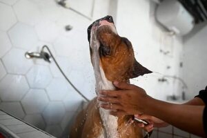 Un perro con buena higiene - Mascotas - ABC Color
