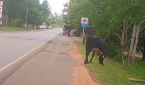 Problema continuo en San José; Animales sueltos en la vía pública y motoqueiros con fuertes roncadores - Noticiero Paraguay
