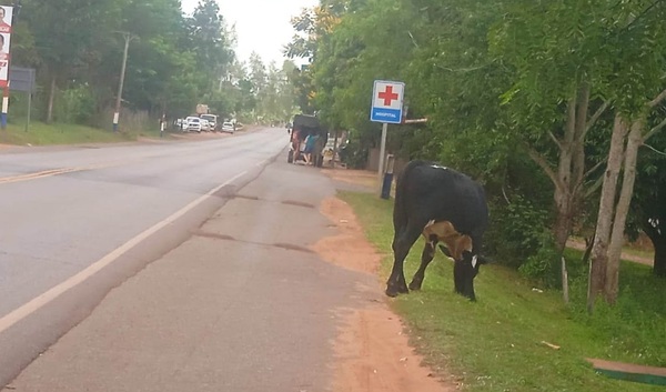 Problema continuo en San José; Animales sueltos en la vía pública y motoqueiros con fuertes roncadores - Noticiero Paraguay