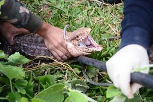 Rescatan y llevan a cuarentena a reptiles hallados en Luque •