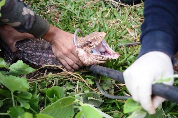 Rescatan y llevan a cuarentena a reptiles hallados en Luque •