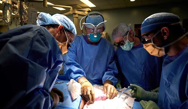 Avance médico: Riñones de cerdo en trasplantes humanos