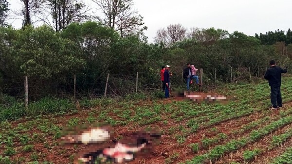 Denuncian abigeo y faenamiento clandestino en Juan L. Mallorquín