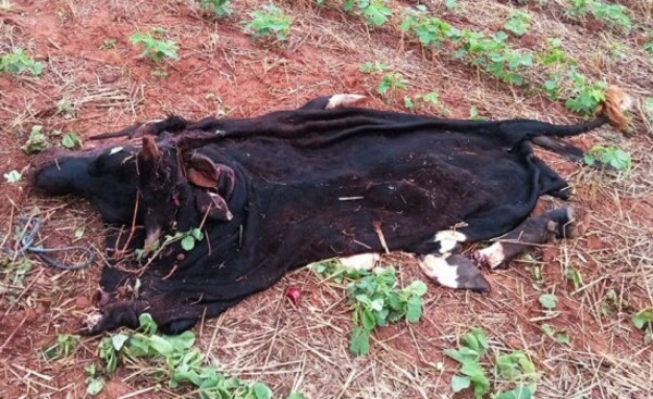 Abigeos faenan dos animales en Mallorquín