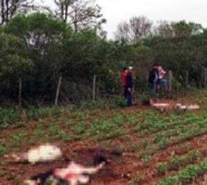 Abigeato y faenamiento clandestino de animales en Alto Paraná - Paraguay.com