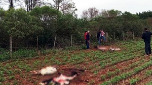 Presunto abigeato y faenamiento clandestino de animales en Alto Paraná - Noticias Paraguay