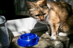 Consejos para que tu gato tome más agua - Mascotas - ABC Color