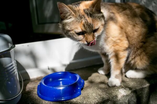 Consejos para que tu gato tome más agua - Mascotas - ABC Color