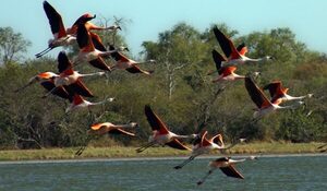 EJECUTIVO PROMULGA LEY QUE GENERA RECURSOS CONSERVANDO EL MEDIO AMBIENTE