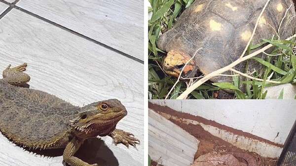 Hallaron en un zoo mau 63 especies exóticas, entre ellas teju, tortugas y hasta boas