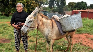 Una burrerita que persiste en el nuevo milenio