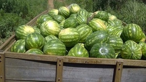 Productores de Mbatovi inauguran temporada de sandías - Noticias Paraguay