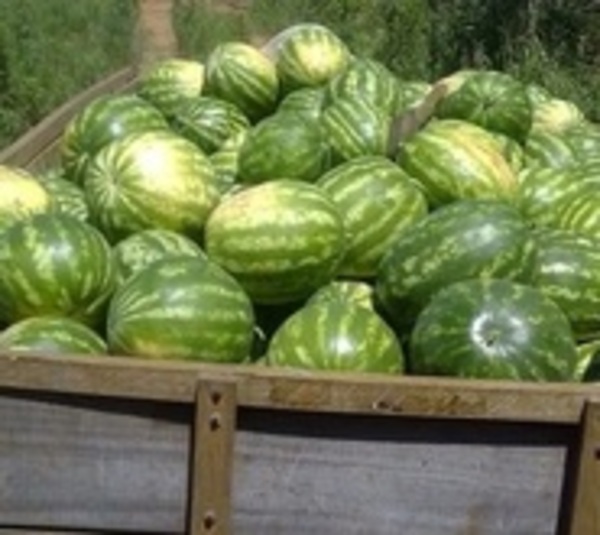 Productores de Mbatovi ya ofrecen sus sandías - Paraguay.com